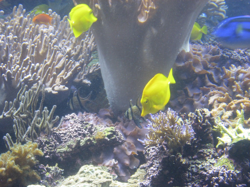 Baltimore MD 2009 1730.jpg - A 4th of July trip to Washington DC in 2009 included a stop in Baltimore MD to see the National Aquarium.